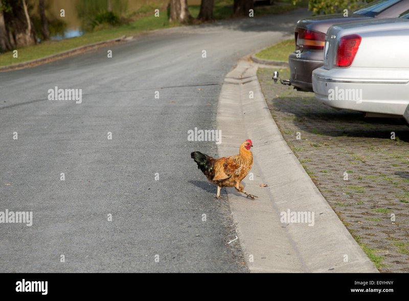 Chicken road game - Descubre el Juego de Azar más Reciente en Chicken Road Casino España
